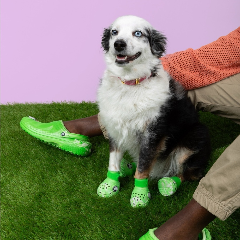 Crocs for Dogs size Medium